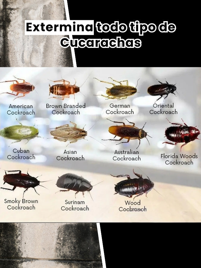 Quick Catch™: Cebo 100% Efectivo para Exterminar Cucarachas